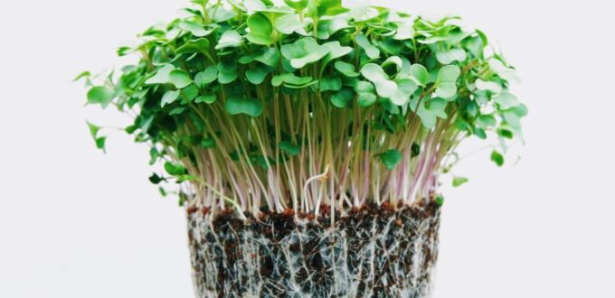 Trendy microgreens offer nutrition security as climate concerns grow