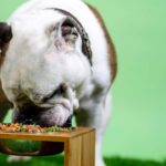 Thousands of cases of canned dog food recalled over risky vitamin level
