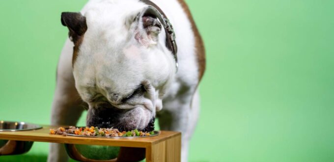 Thousands of cases of canned dog food recalled over risky vitamin level
