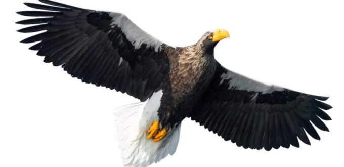 Giant eagle Kodiak is on the loose in Pittsburgh after aviary escape